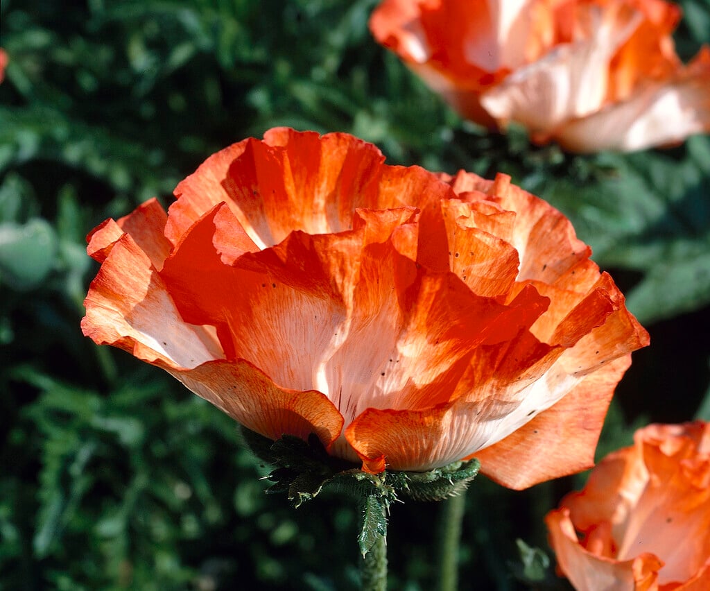 oriental poppy 'Picotée'