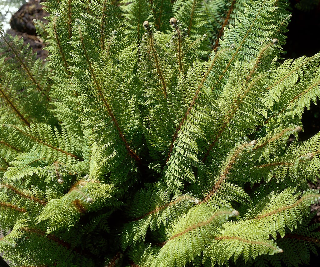 <i>Polystichum</i> <i>setiferum</i> (Divisilobum Group) 'Proliferum'