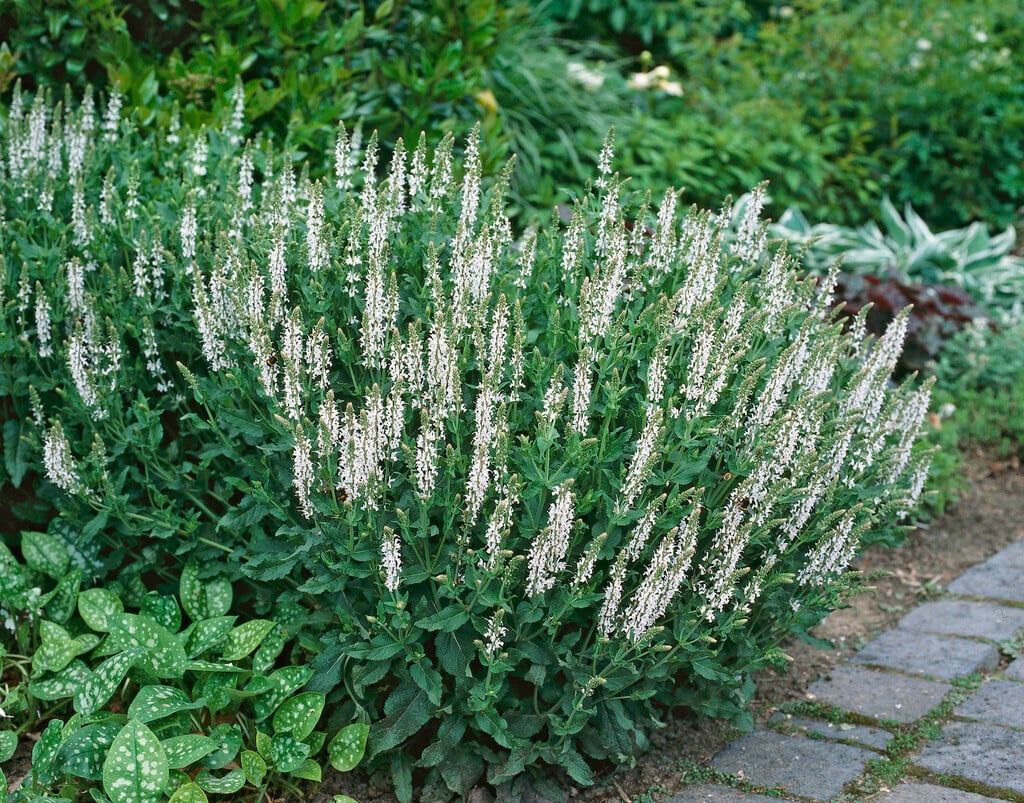 longleaf speedwell 'Schneeriesin'