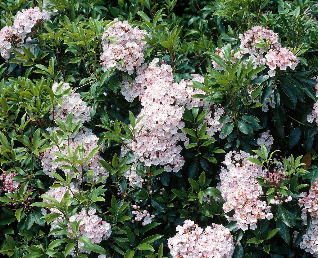 mountain laurel