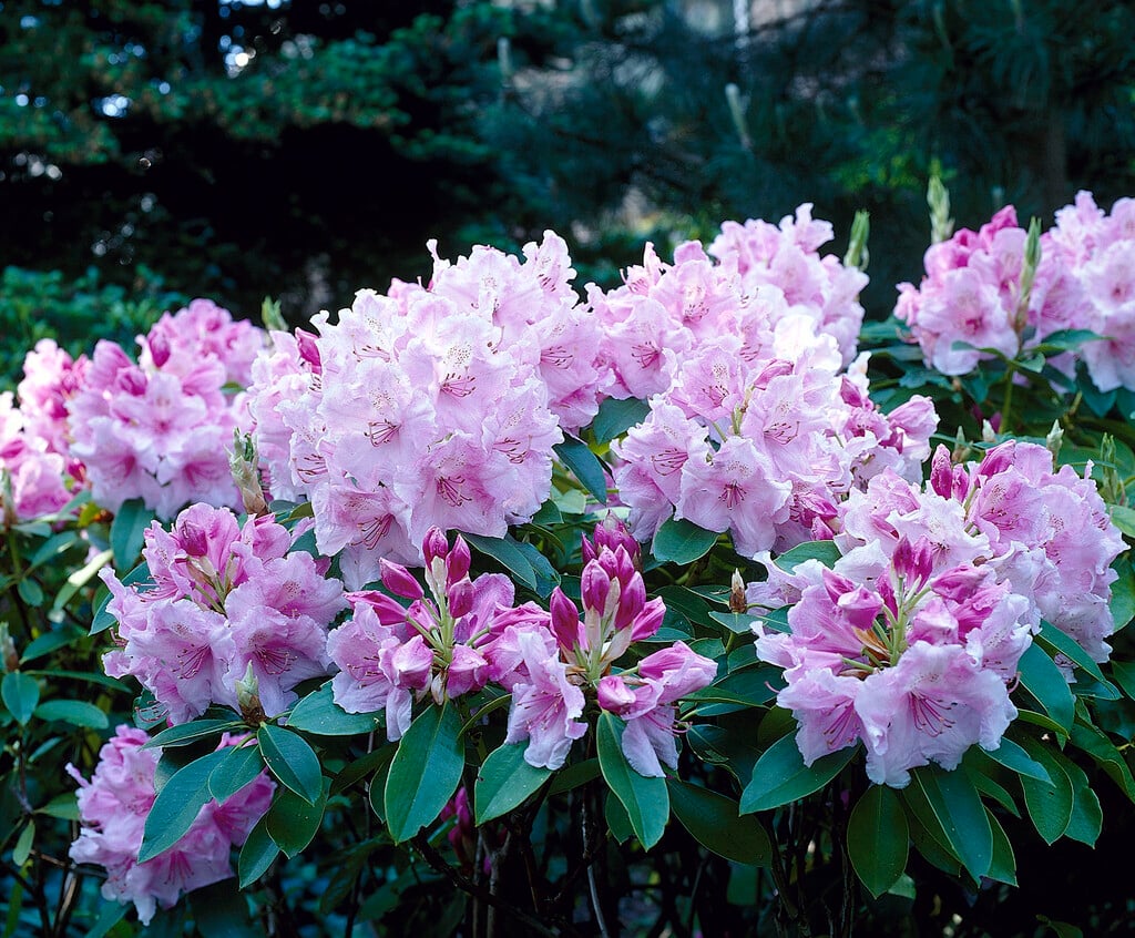 rhododendron 'Azuma-kagami'