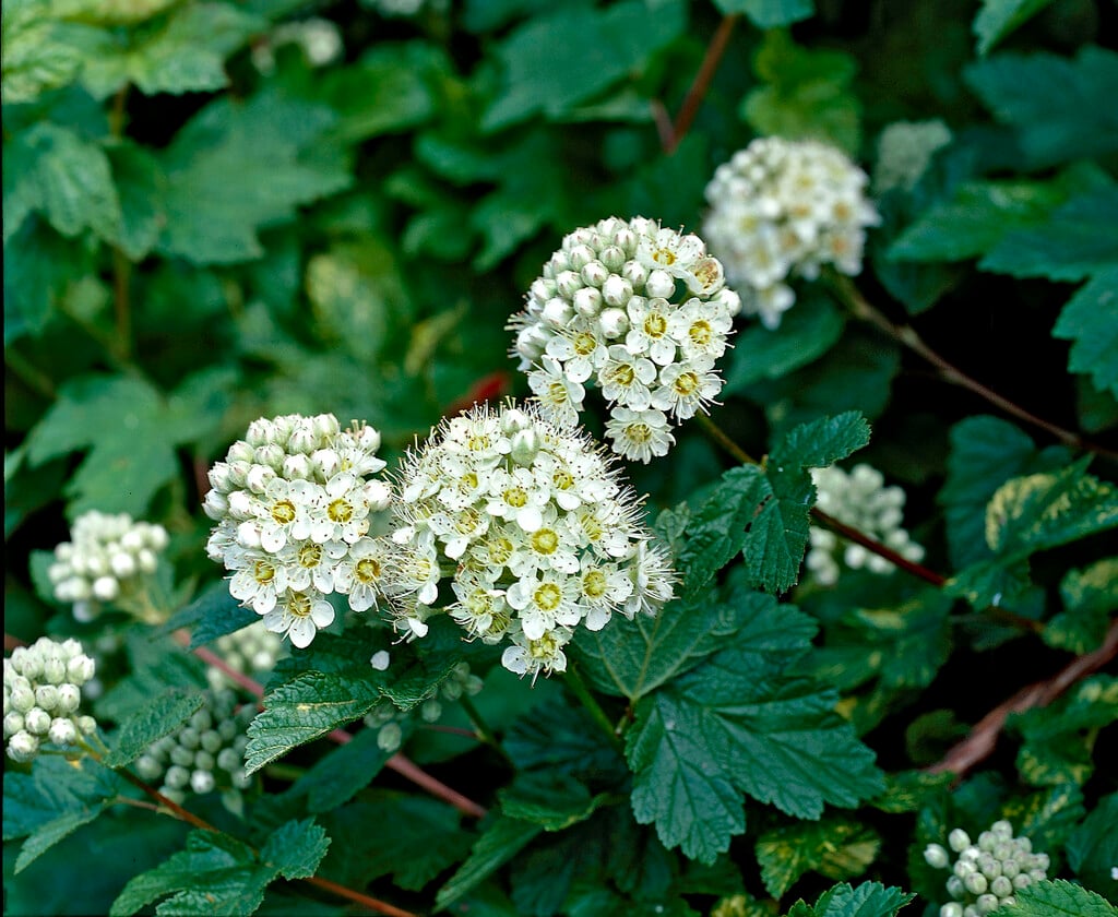 common ninebark