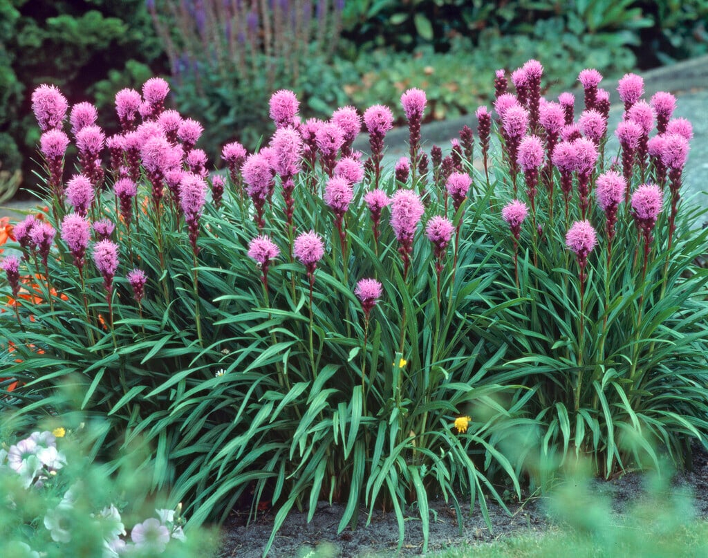 button snakewort 'Kobold'