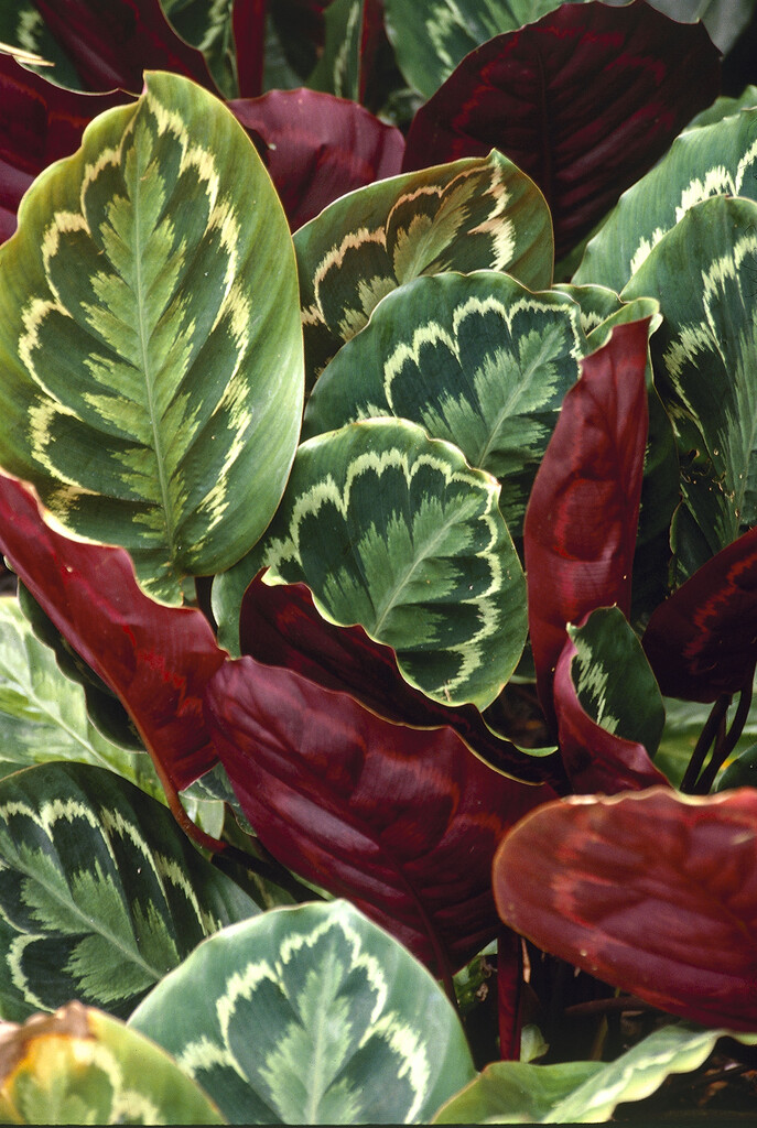 rose-painted calathea