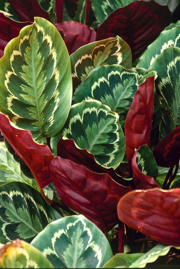 rose-painted calathea