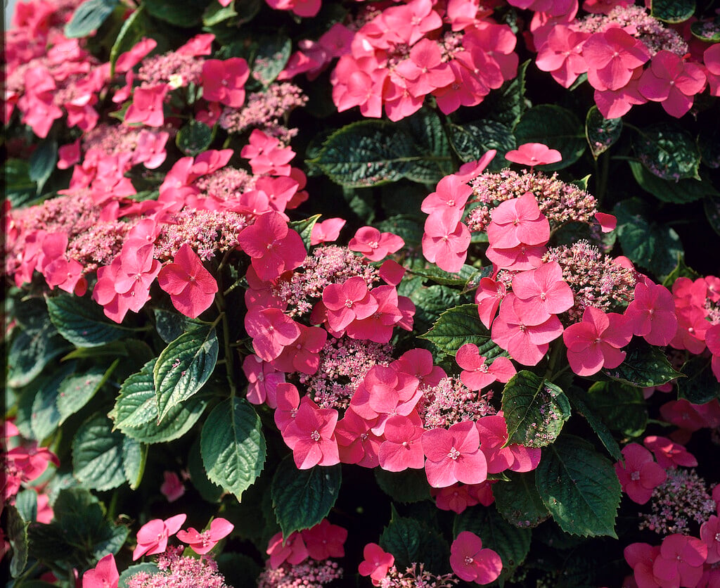 hydrangea 'Taube'