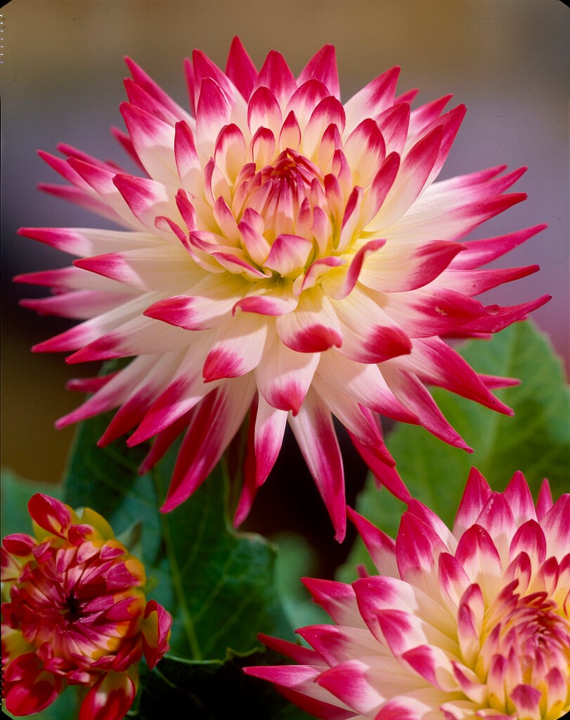 <i>Dahlia</i> 'Match' (S-c)