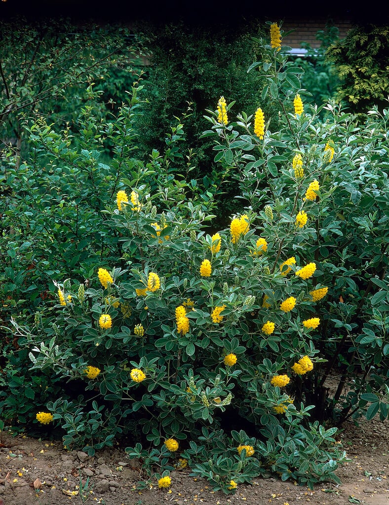 Moroccan broom