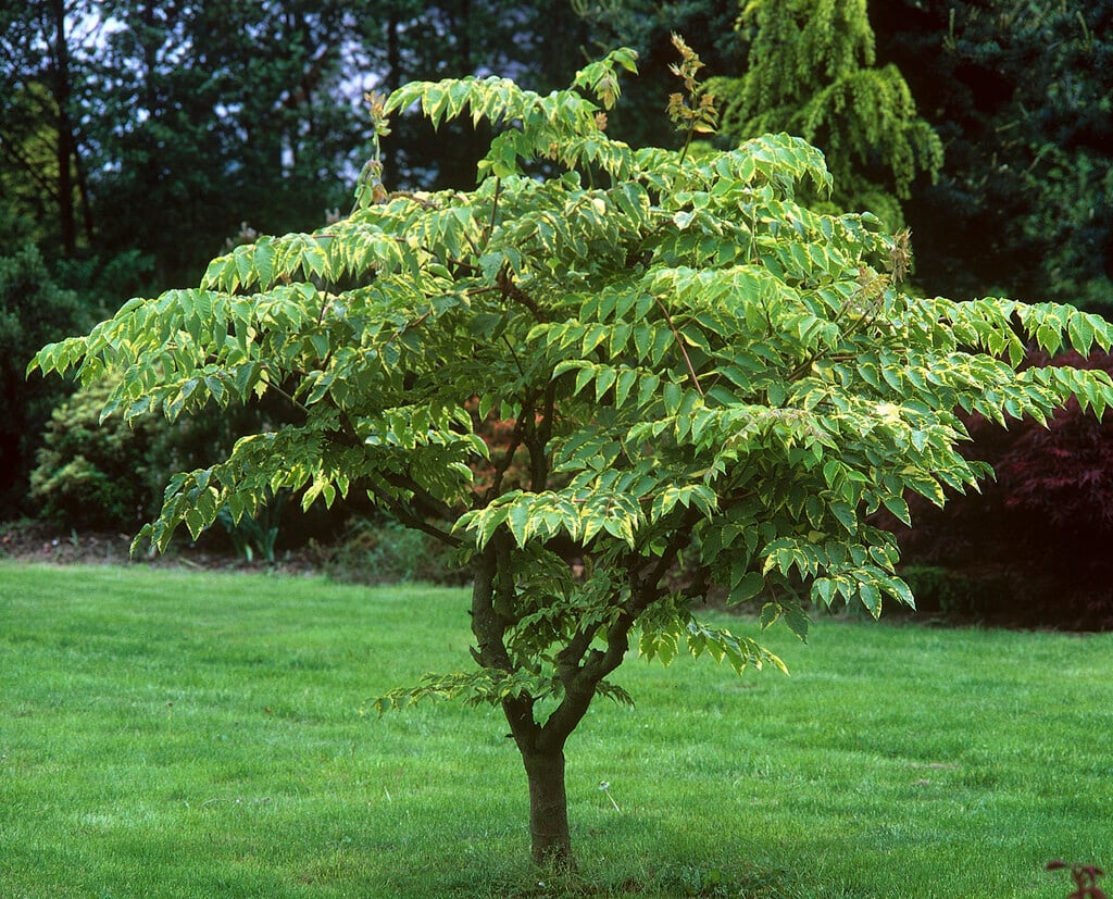 <i>Aralia</i> <i>elata</i> 'Golden Umbrella' (v)