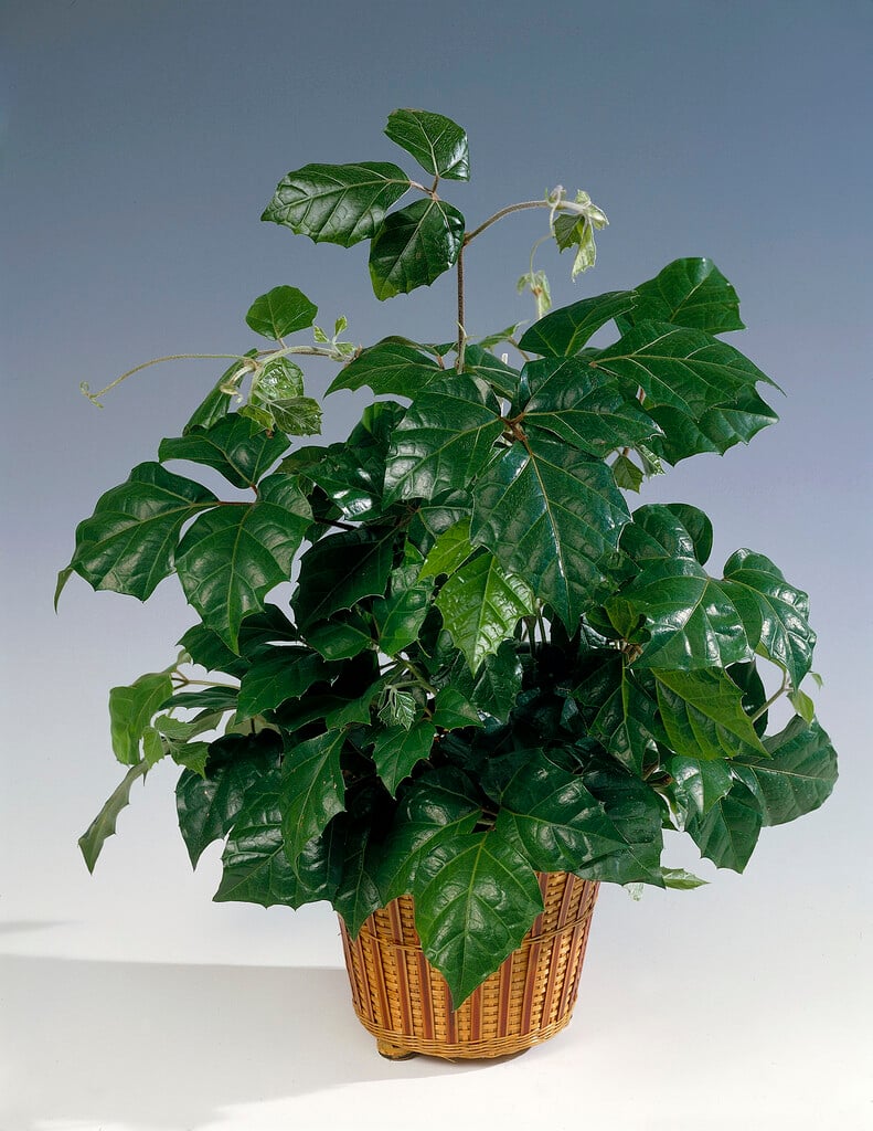 <i>Cissus</i> <i>rhombifolia</i> 'Mandaiana'