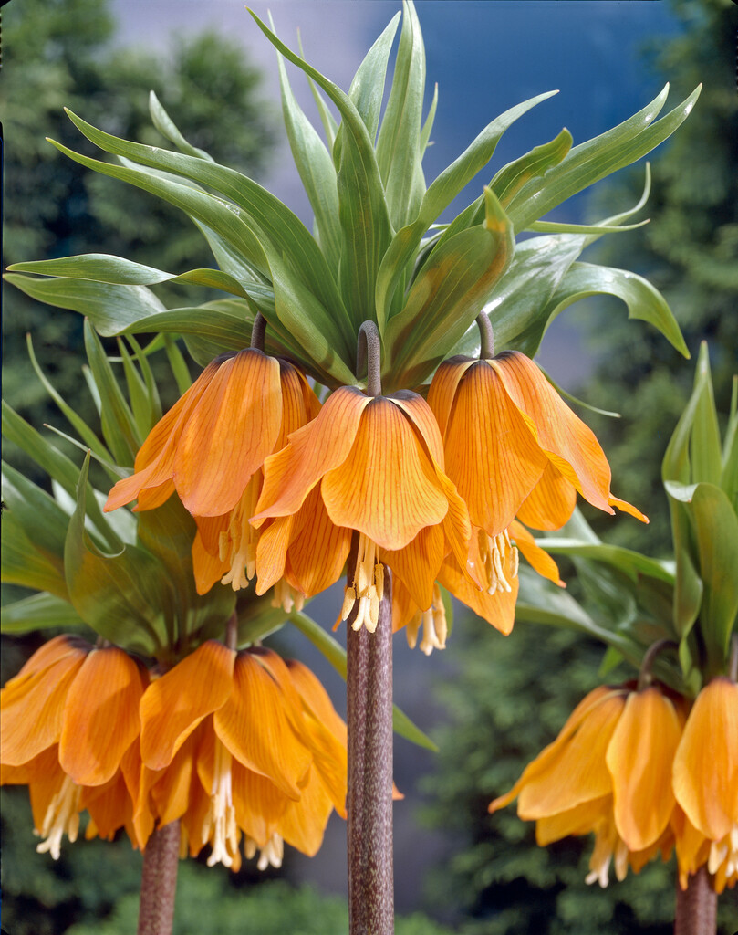 crown imperial 'The Premier'