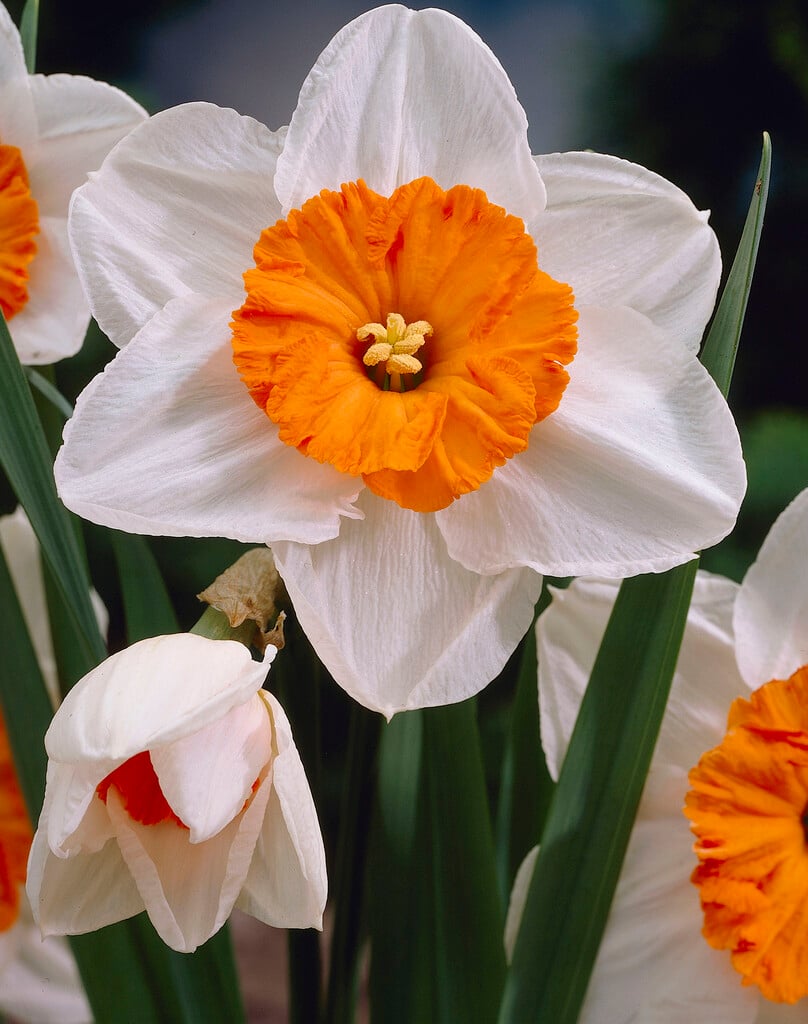 daffodil 'Professor Einstein'