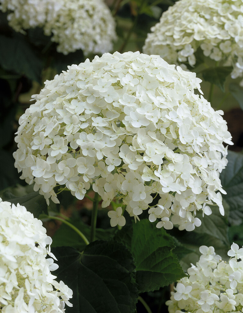 hydrangea 'Annabelle'
