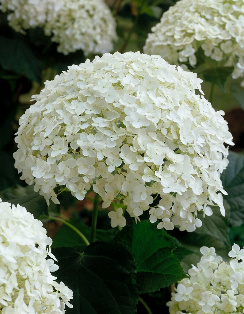 hydrangea 'Annabelle'