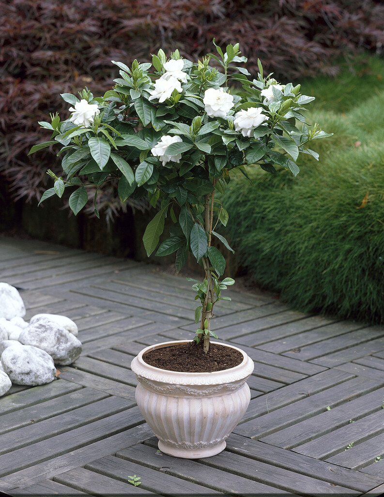 Cape jasmine