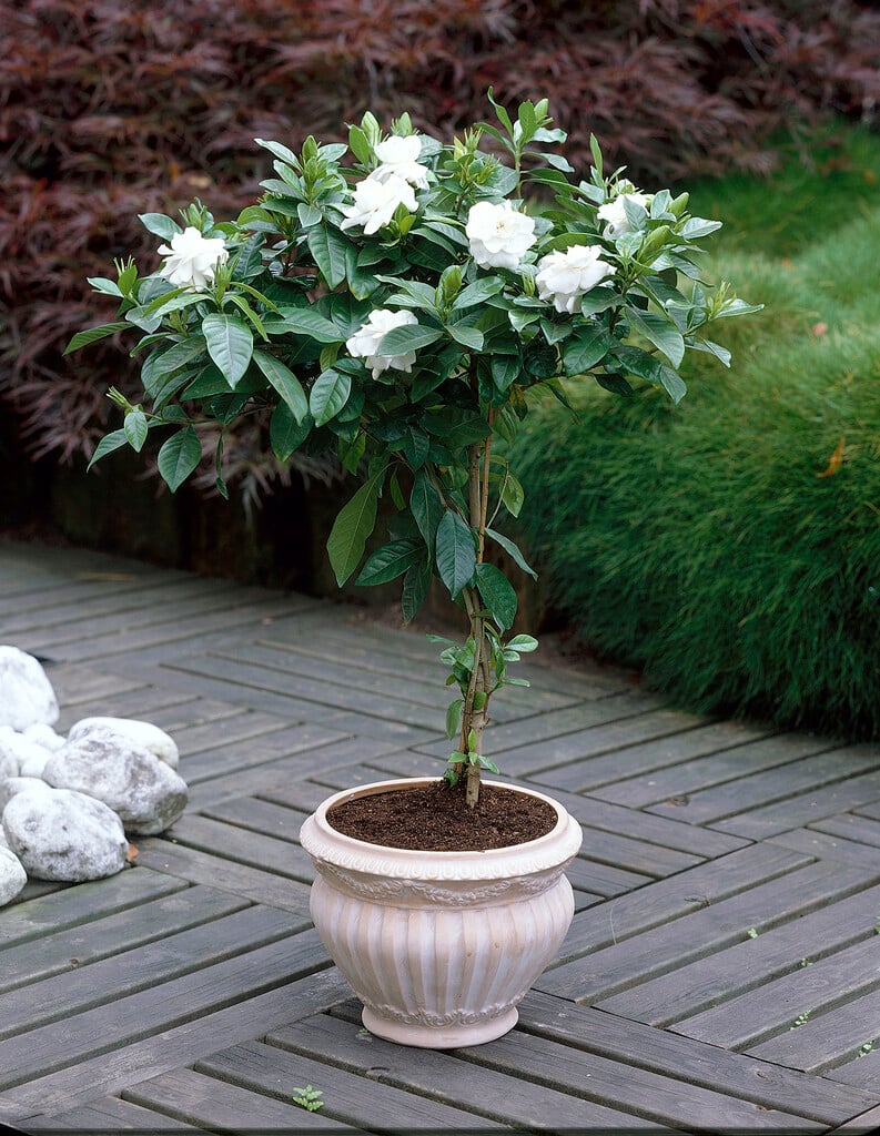 Cape jasmine