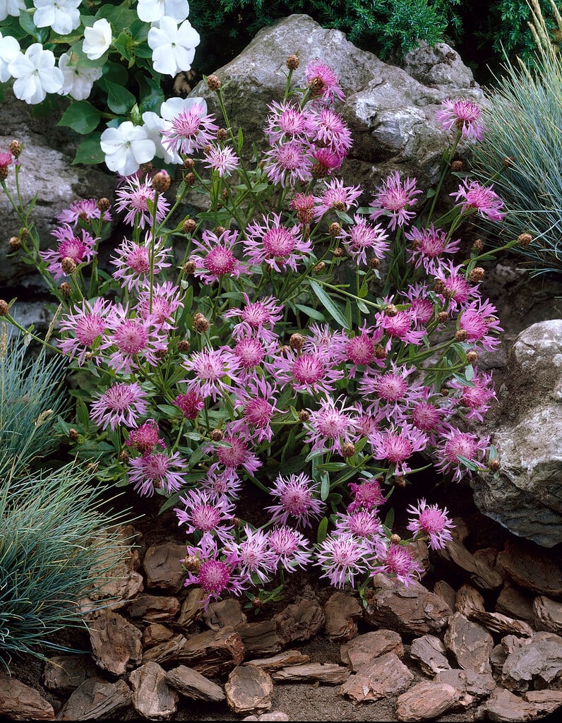 <i>Centaurea</i> <i>alpina</i>