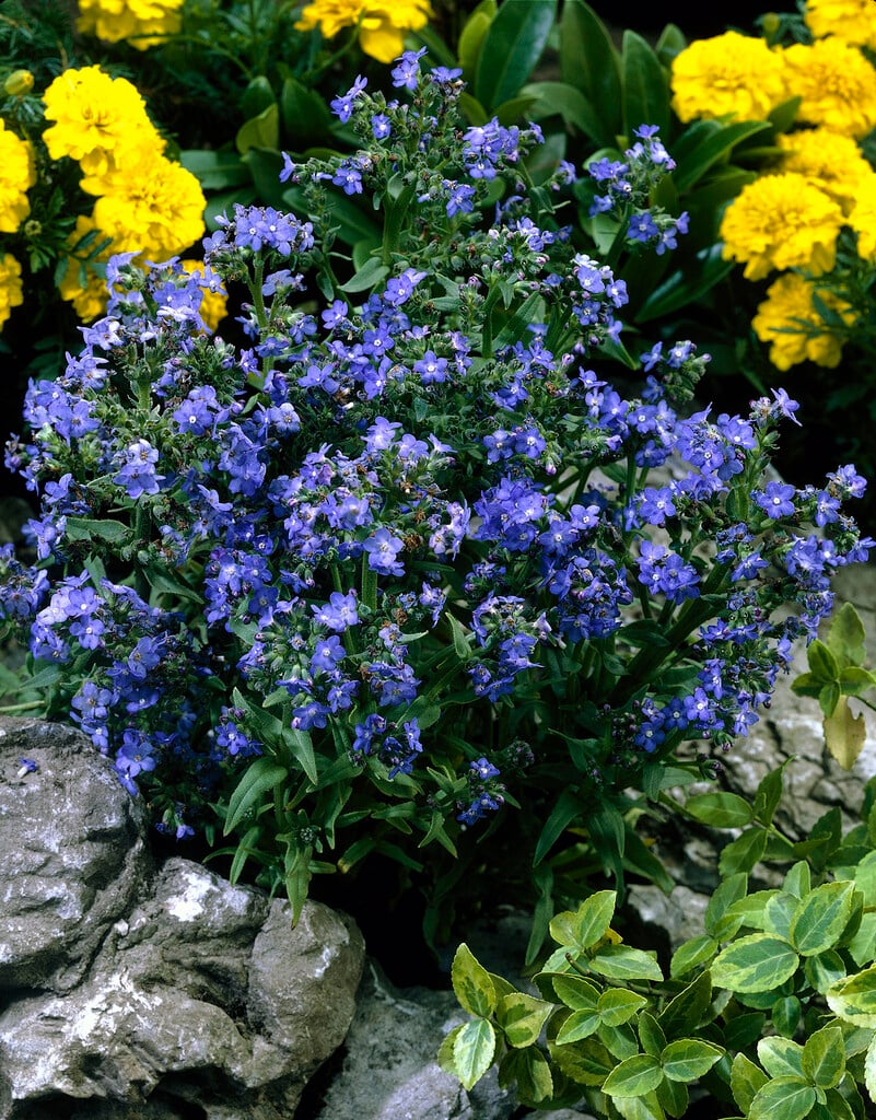 <i>Anchusa</i> <i>capensis</i> 'Blue Angel'