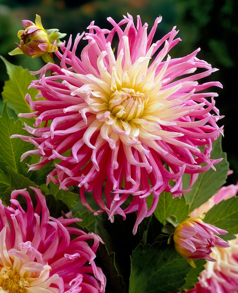 <em>Dahlia</em> 'Star's Favourite' (C)