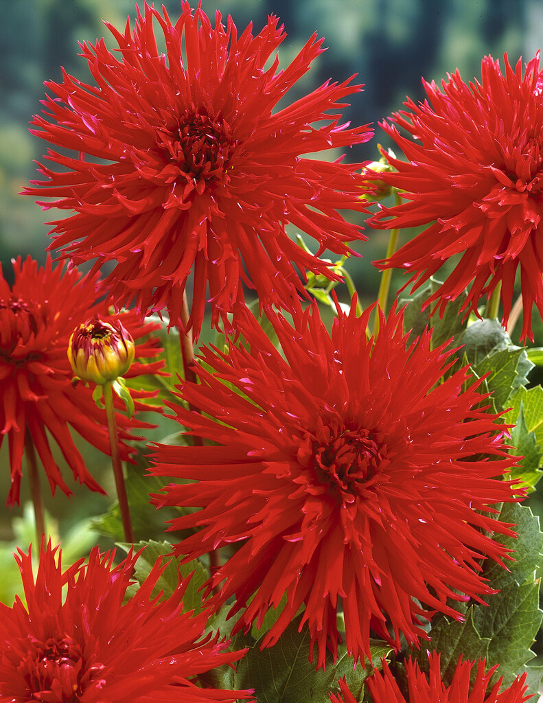 dahlia 'Apache'