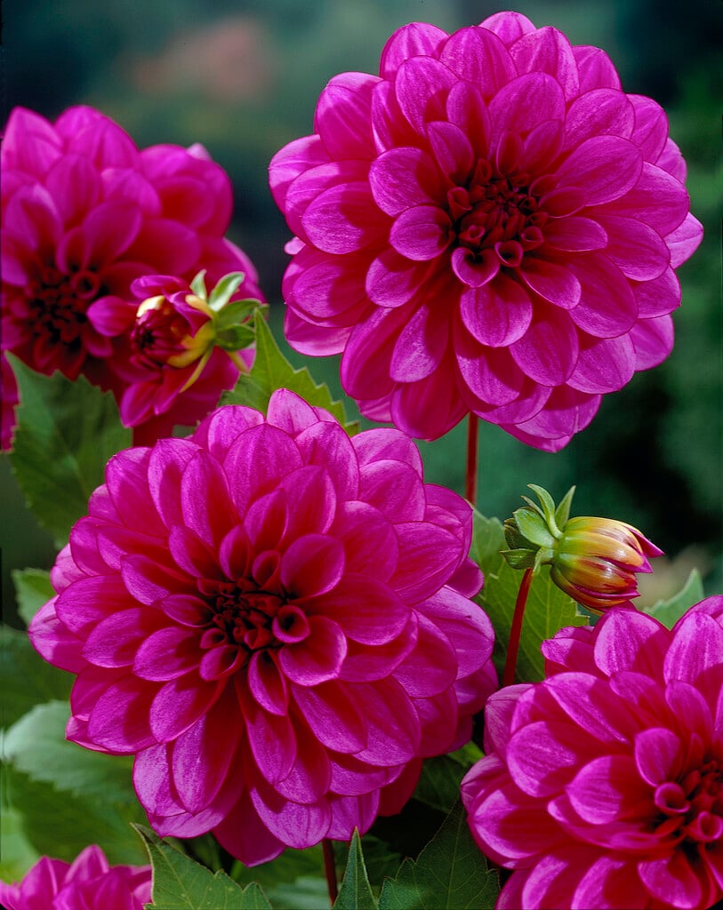 dahlia 'Blue Bell'