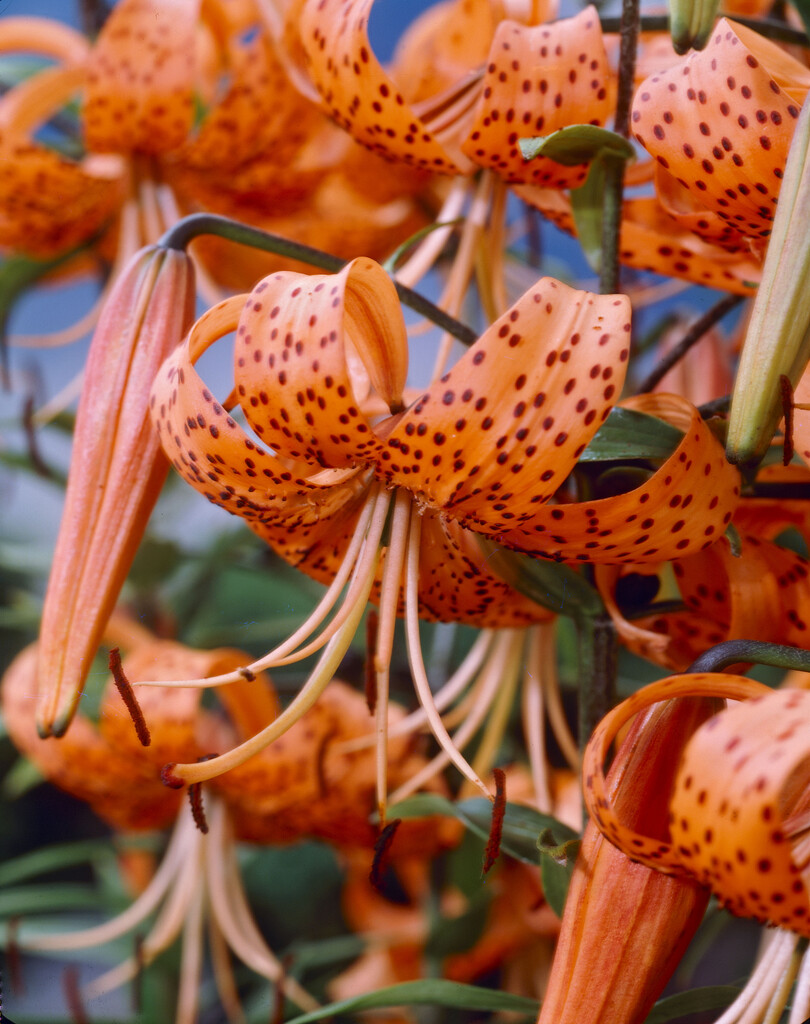 Lilium lancifolium &Splendens& (IXc/d) lanceleaved lily Bulbs/RHS