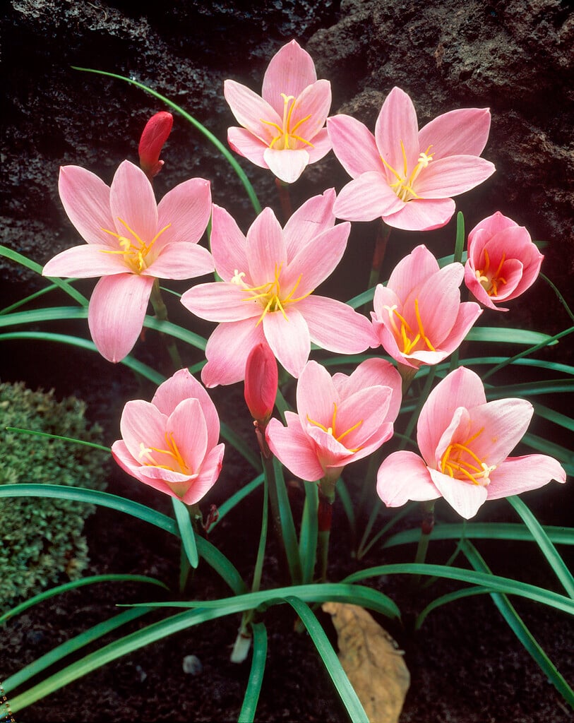 rosy zephyr lily