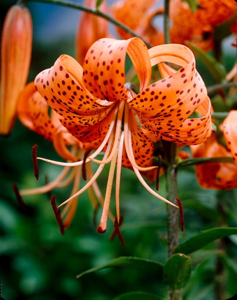 tiger lily 'Splendens'
