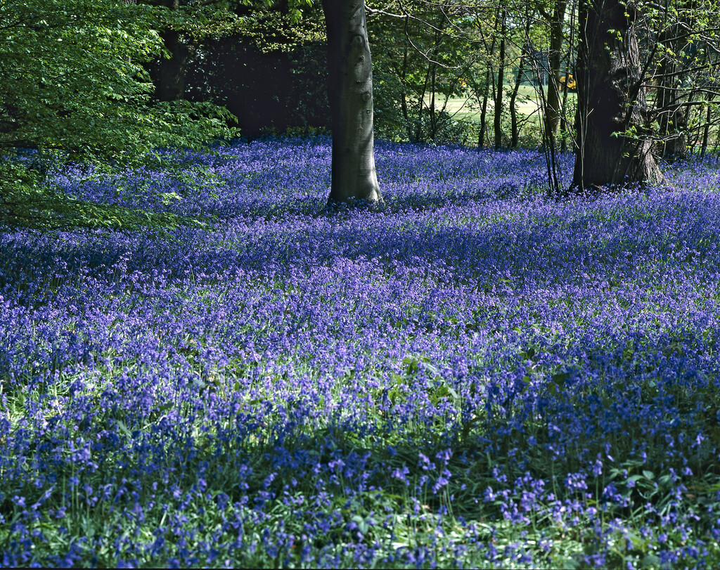 bluebell