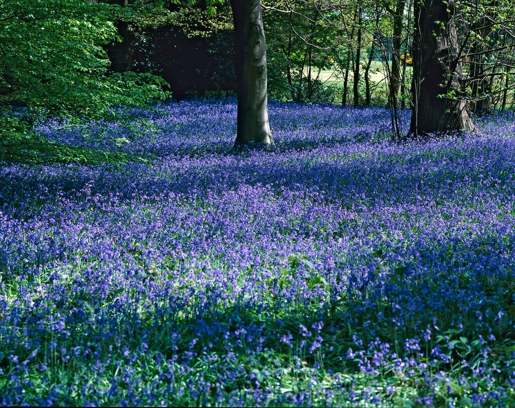 bluebell
