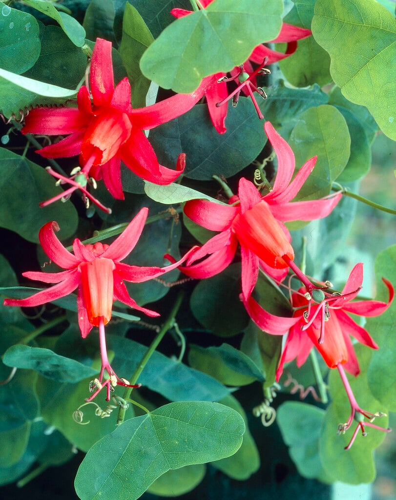 <i>Passiflora</i> <i>murucuja</i>
