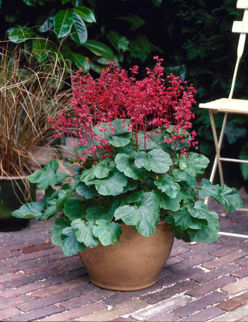 alum root 'Pluie de Feu'