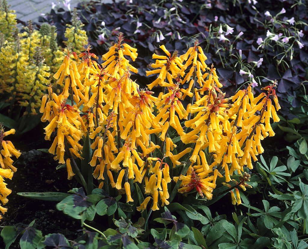 Cape cowslip 'Nelsonii'