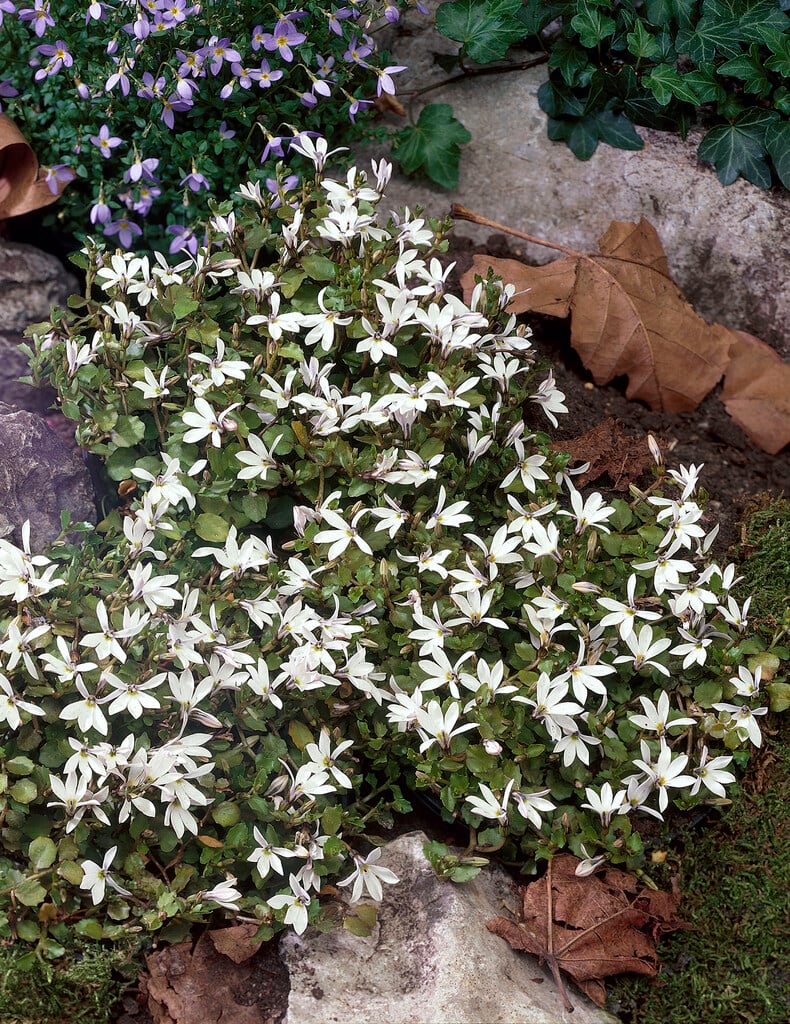 lawn lobelia