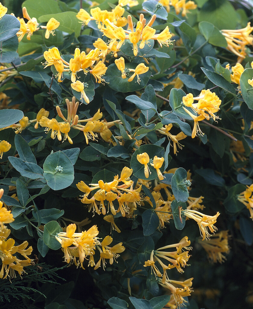 Tellmann's honeysuckle