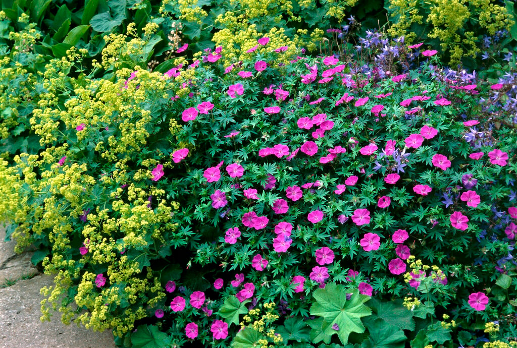 bloody cranesbill 'Max Frei'