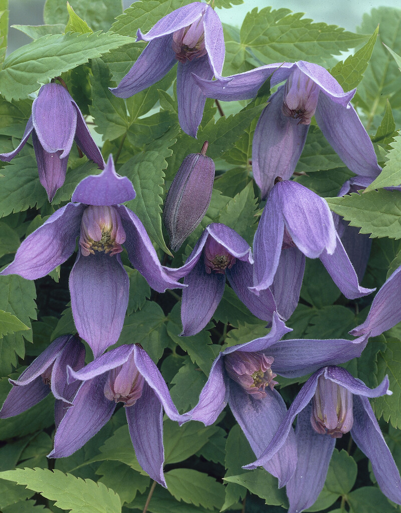 clematis 'Helsingborg'