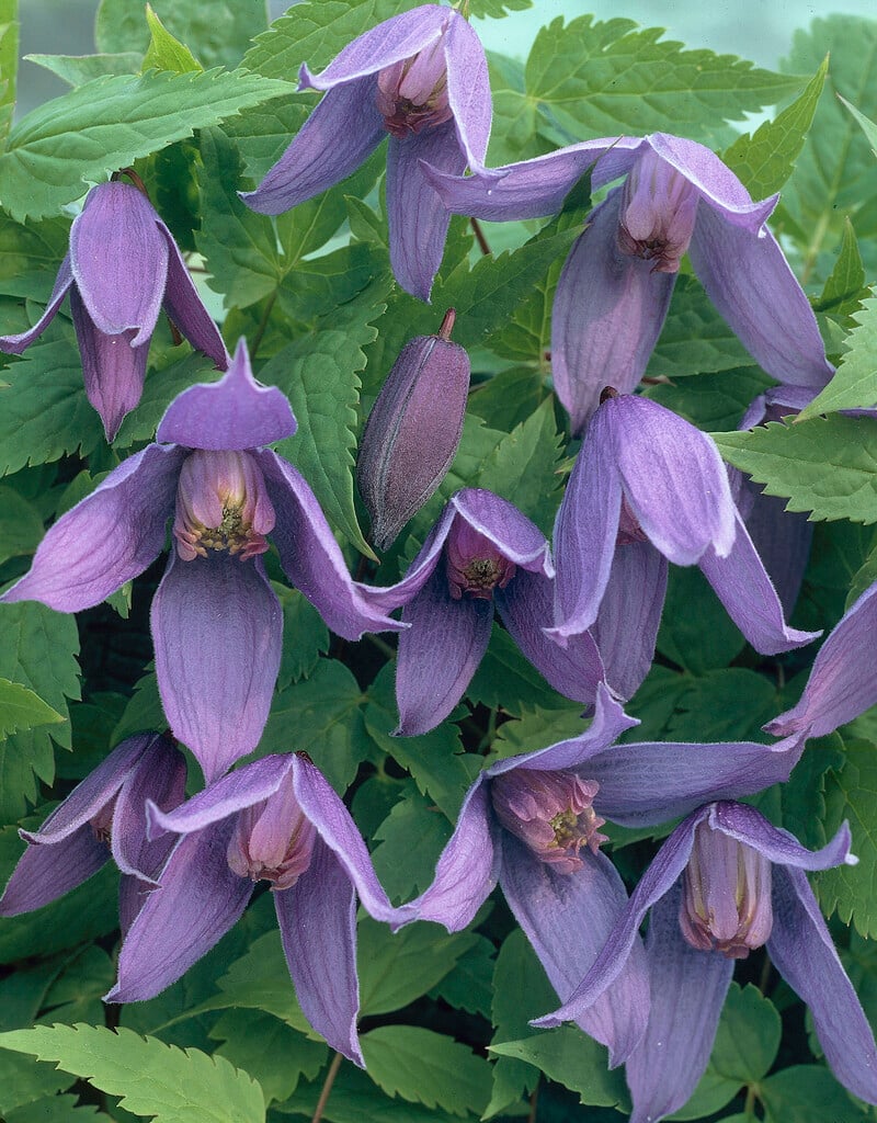 clematis 'Helsingborg'