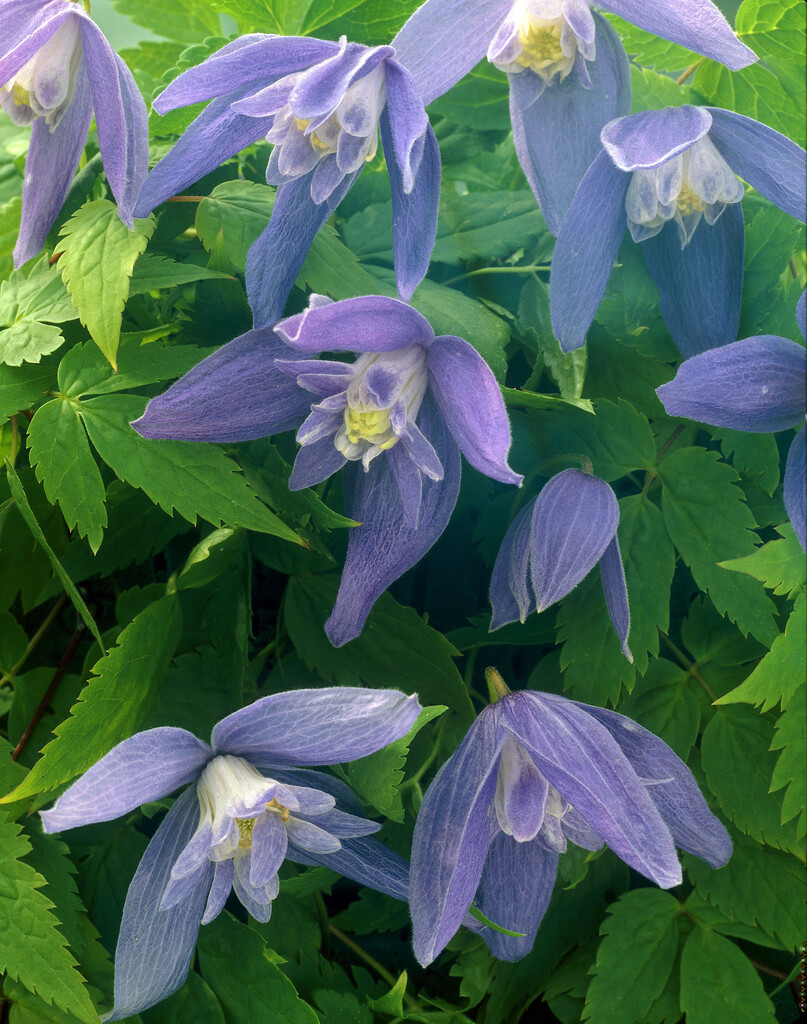 clematis 'Frankie'