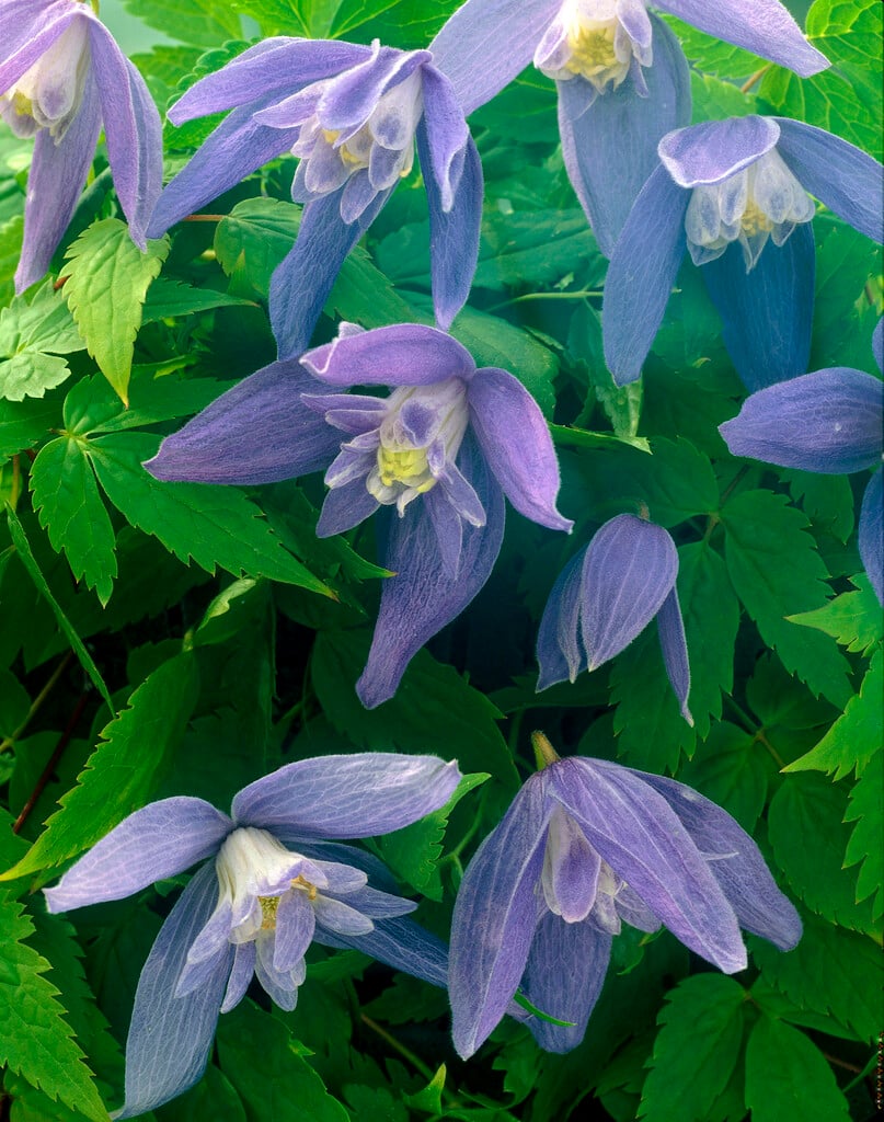 clematis 'Frankie'