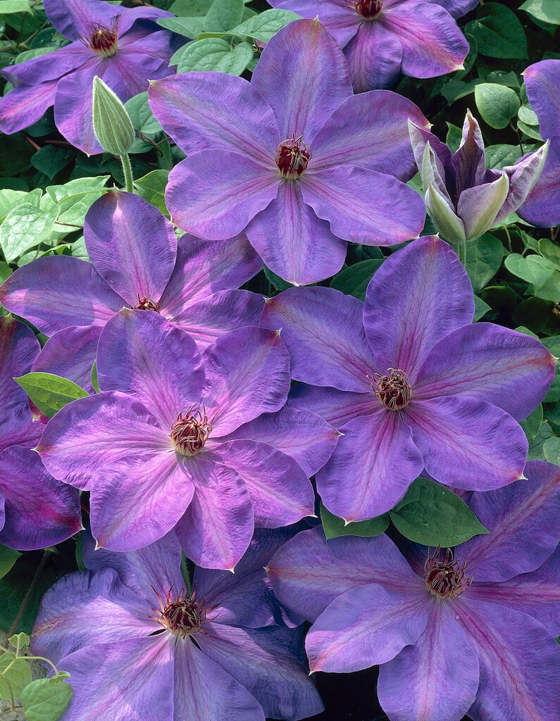 clematis 'Elsa Späth'