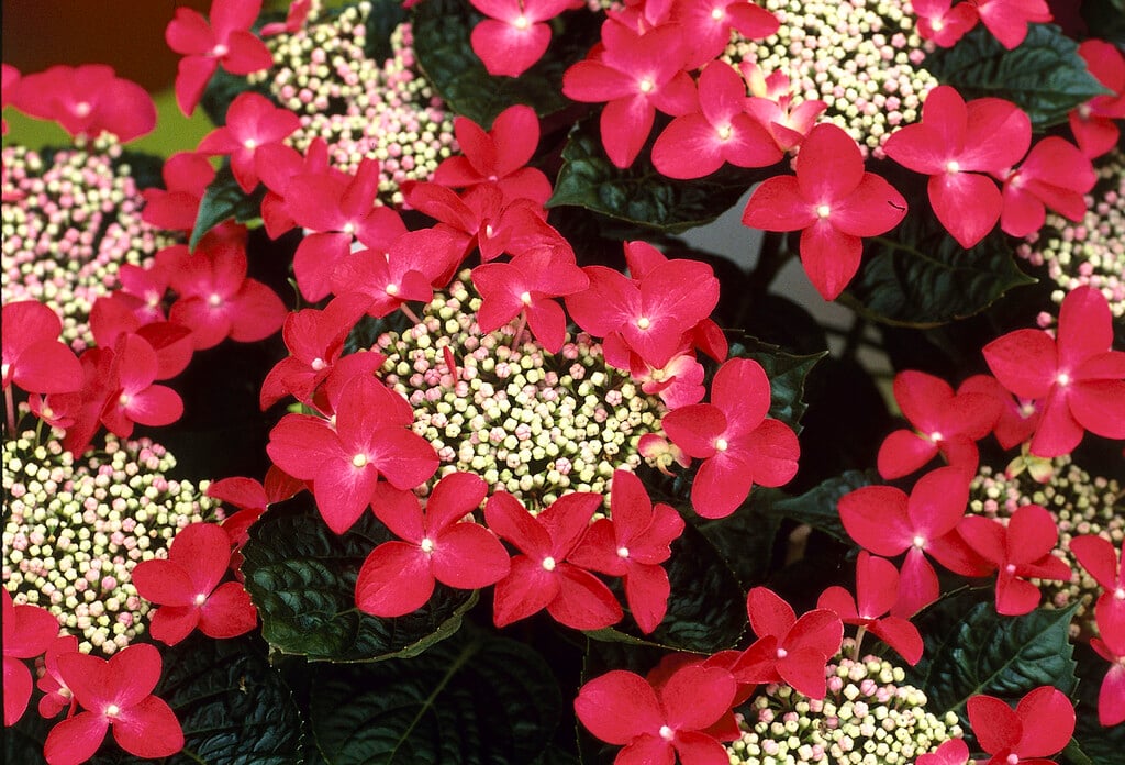 hydrangea 'Lady in Red'
