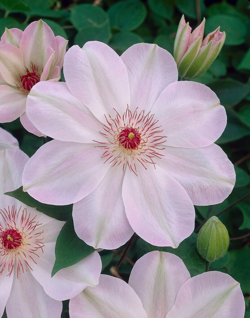 clematis 'Dawn'
