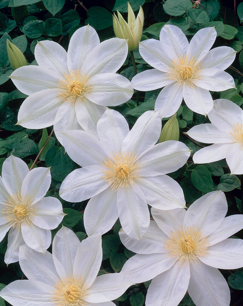 clematis 'Manshuu Ki'