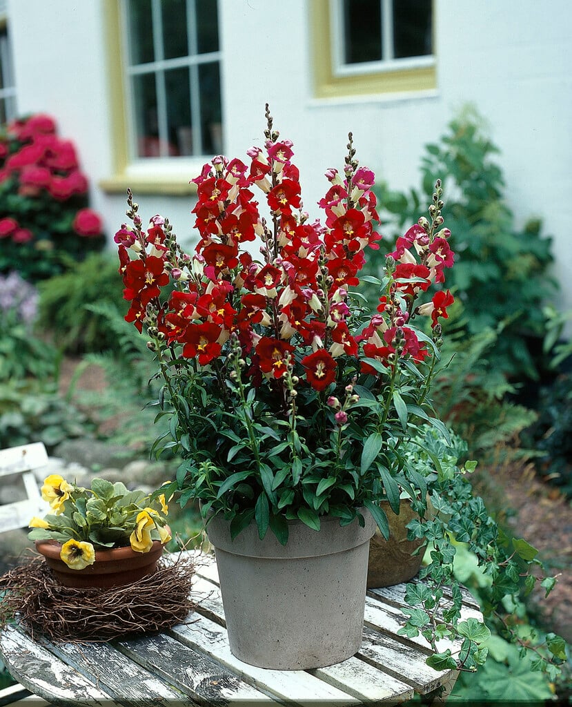 <i>Penstemon</i> 'Tubular Bells Red'