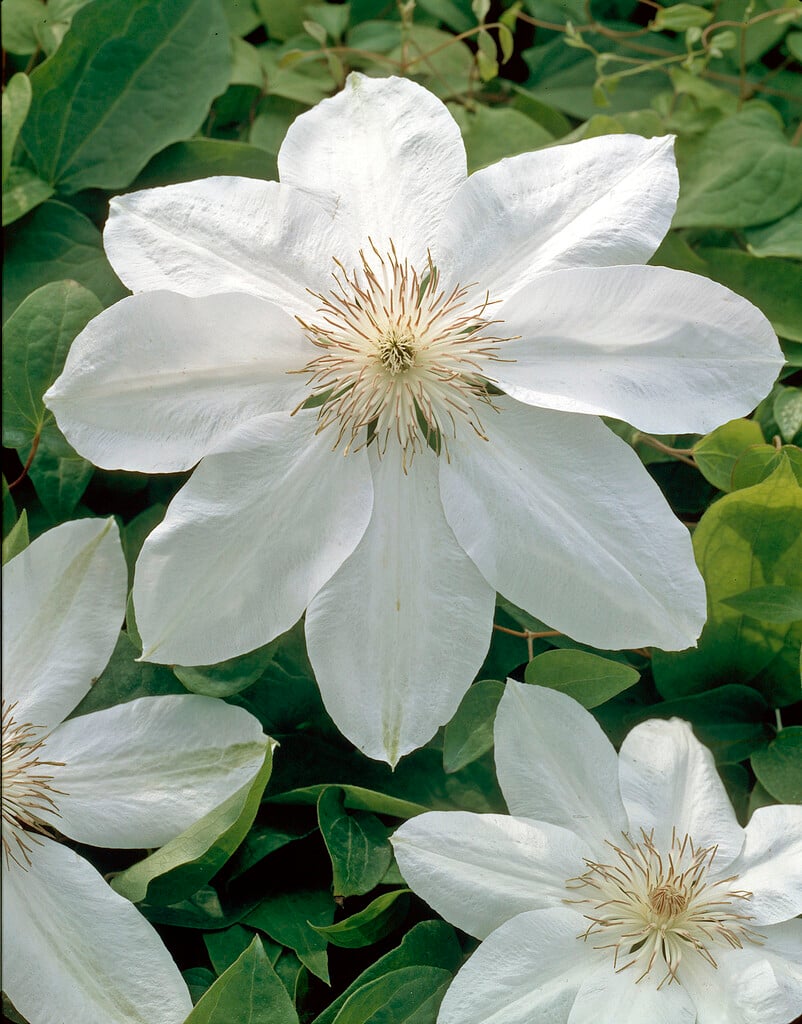 <i>Clematis</i> <i>henryi</i>