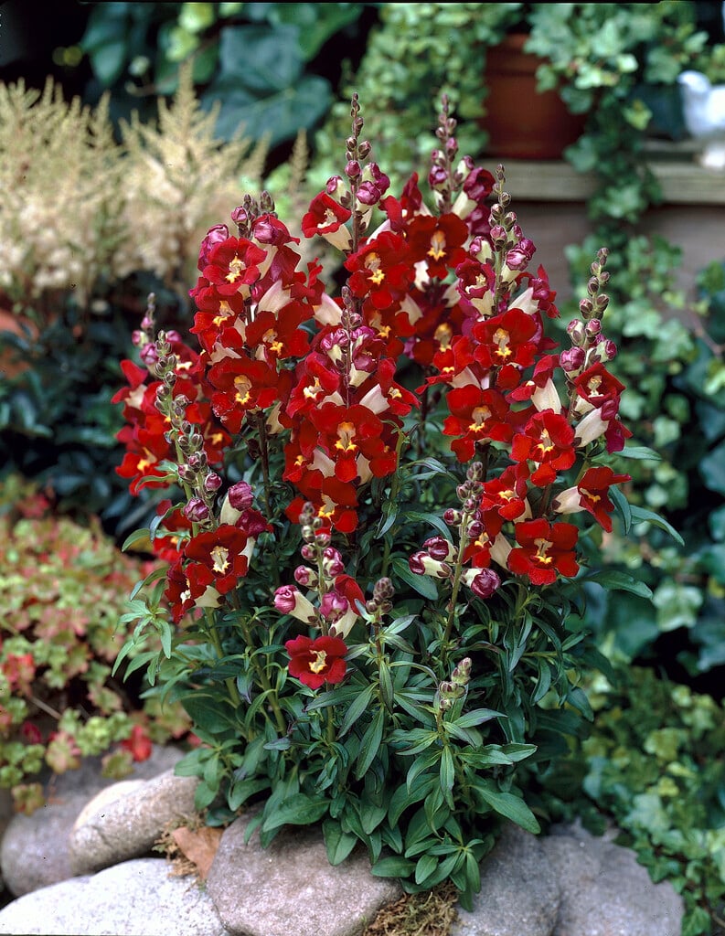 <i>Penstemon</i> 'Tubular Bells Red'