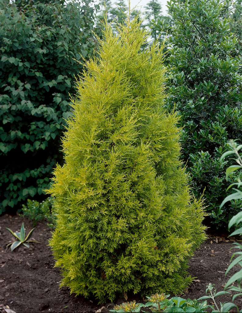 Cupressus macrocarpa &Goldcrest& | Monterey cypress &Goldcrest ...
