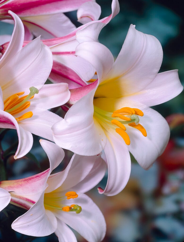 Lilium regale (IXb/a) regal lily Bulbs/RHS Gardening