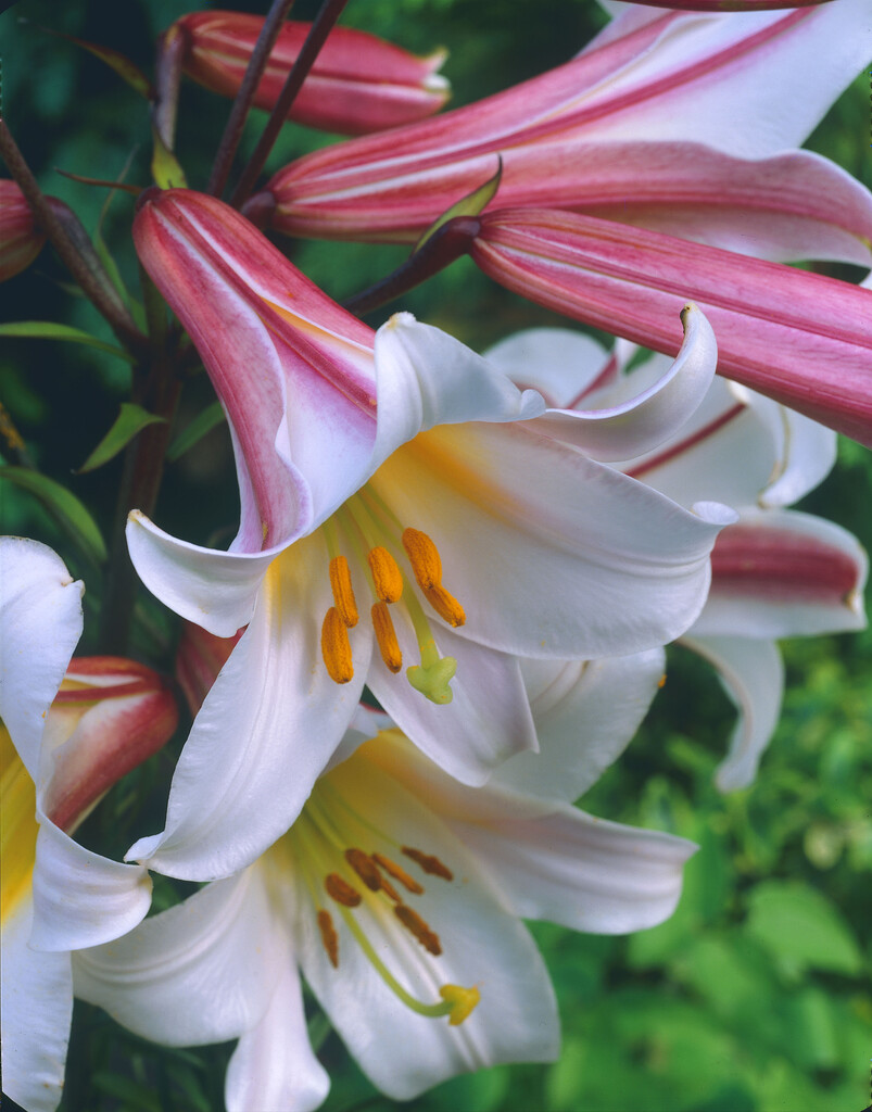 Lilium leucanthum var. centifolium &Black Dragon& (IXb-c/a) | Bulbs/RHS